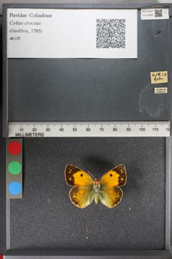 Media type: image;   Entomology 118883